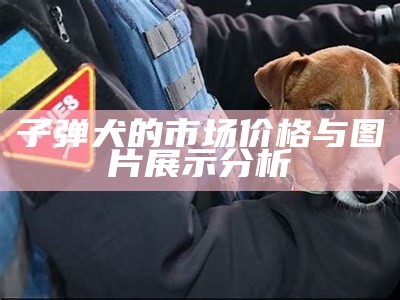 子弹犬的市场价格与图片展示分析