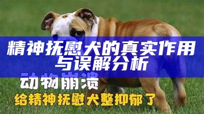 精神抚慰犬的真实作用与误解分析