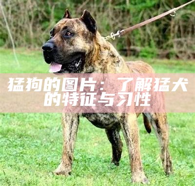 猛狗的图片：了解猛犬的特征与习性